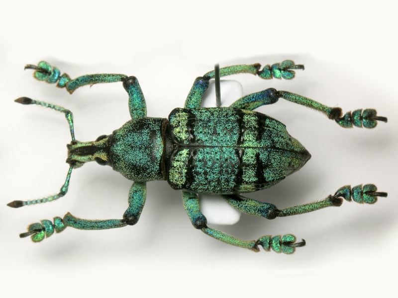 Eupholus schoenherri Guérin-Méneville, 1830